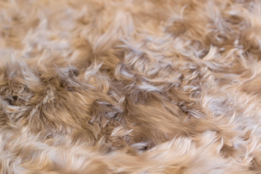 ALPACA - CHAMPAGNE | WOVEN